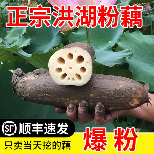 【16:00前下单当日发货，16:00后次日发货】 洪湖煲汤粉藕九孔莲藕  顺丰速发（全国包邮，部分地区除外） 商品图0