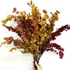 尤加利 永生 混色 stuartiana autumn70cm-单扎 商品缩略图0