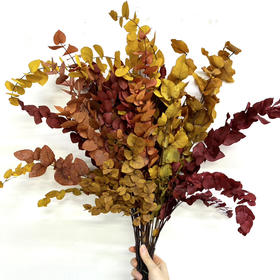 尤加利 永生 混色 stuartiana autumn70cm-单扎