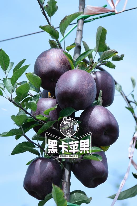 云南昭通·黑卡苹果（云南乡村振兴） 商品图2
