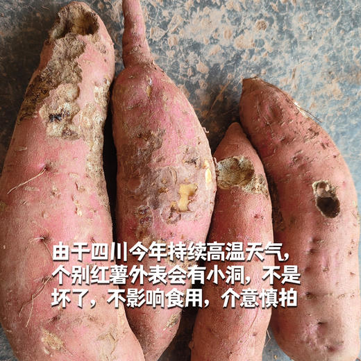 生态红薯/金薯/紫薯/板栗香薯（大小不一，申通）| 合作生产* Eco sweet potato | Coproduction 商品图1