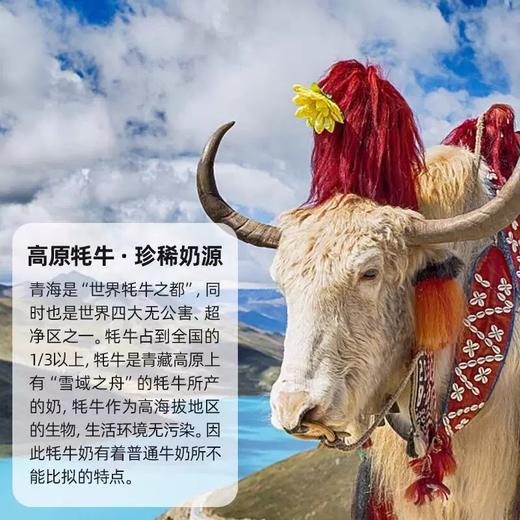 牦牛小白高原纯牛奶200mlx10 商品图2