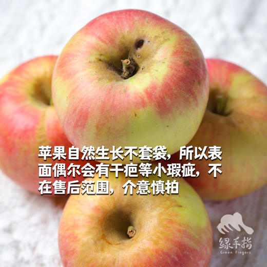 有机沙漠苹果 | 合作生产 * Organic Desert Apple | Partner Production 商品图1