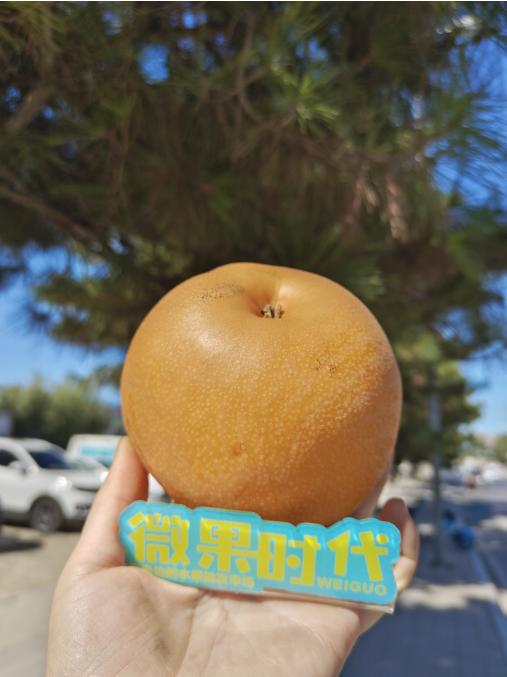 秋月梨三斤 商品图0