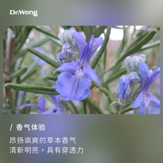 桉油醇迷迭香 单方精油 商品图1