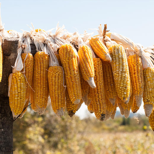 南食召 玉米面条 商品图1