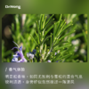 樟脑迷迭香 单方精油 商品缩略图1