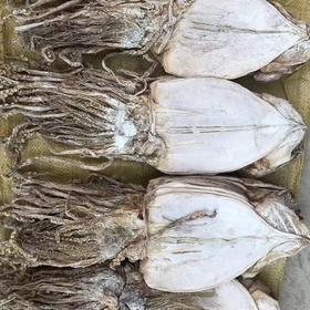 玲儿小菜 朝鲜干鱿鱼1pcs 령이네반찬 북조선특급오징어1pcs