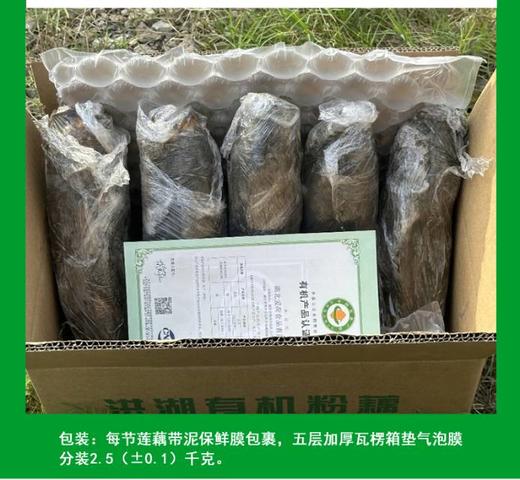 【48小时发货】洪湖有机煲汤粉藕，刚刚上市，偶尔有不粉的状况，介意者慎拍 商品图3