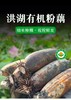 【48小时发货】洪湖有机煲汤粉藕，刚刚上市，偶尔有不粉的状况，介意者慎拍 商品缩略图0