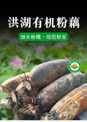 【48小时发货】洪湖有机煲汤粉藕，刚刚上市，偶尔有不粉的状况，介意者慎拍