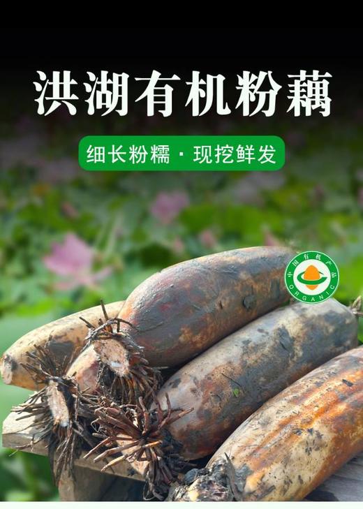 【48小时发货】洪湖有机煲汤粉藕，刚刚上市，偶尔有不粉的状况，介意者慎拍 商品图0