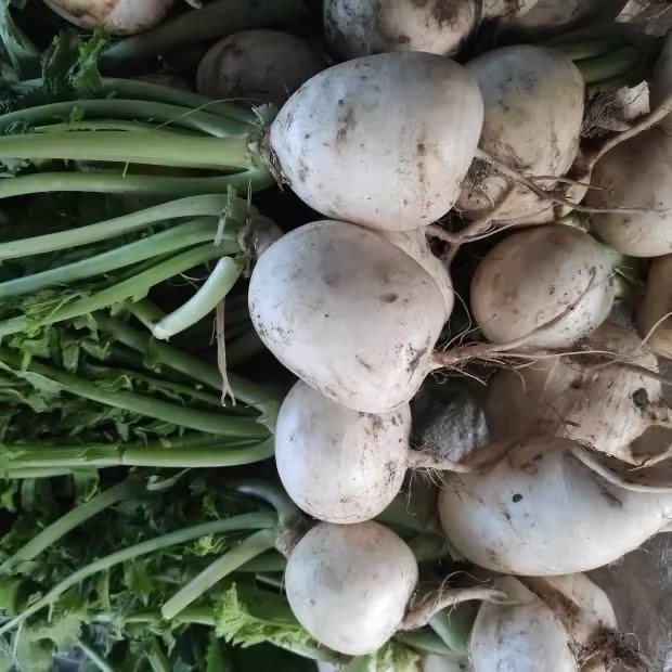 小圆白萝卜 800g/份