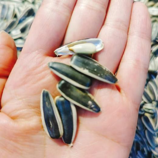 新瓜子一斤 商品图2