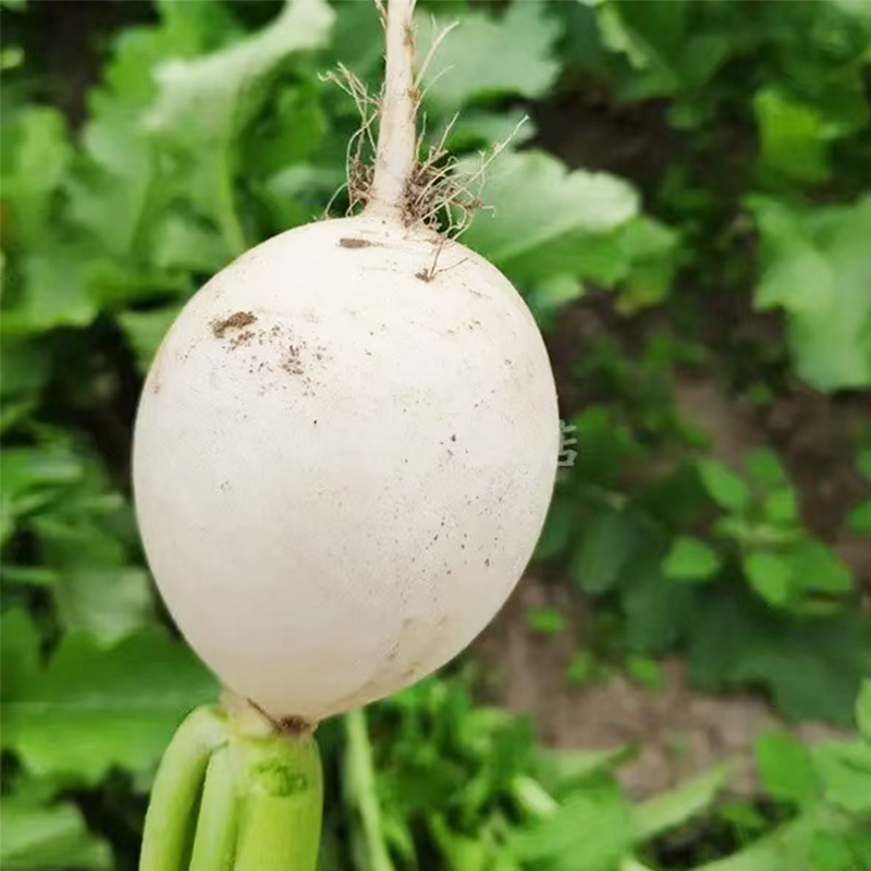 小圆白萝卜 800g/份