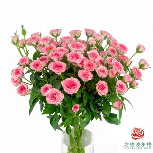 嘉荷多头- 茱莉娅10枝一扎 商品图0