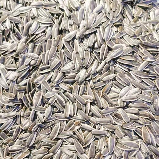 新瓜子一斤 商品图0