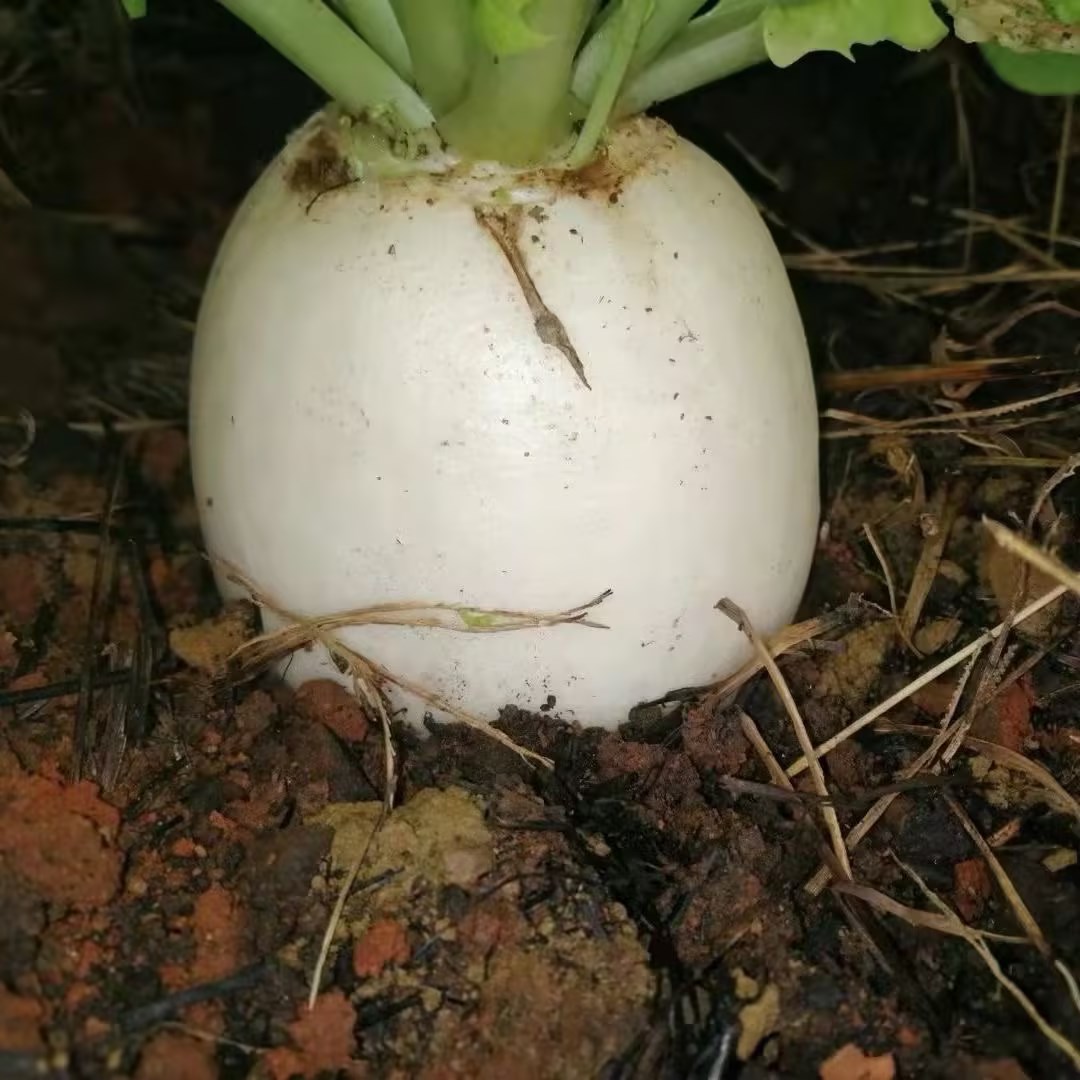 小圆白萝卜 800g/份