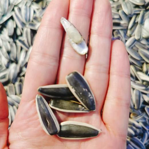 新瓜子一斤 商品图1