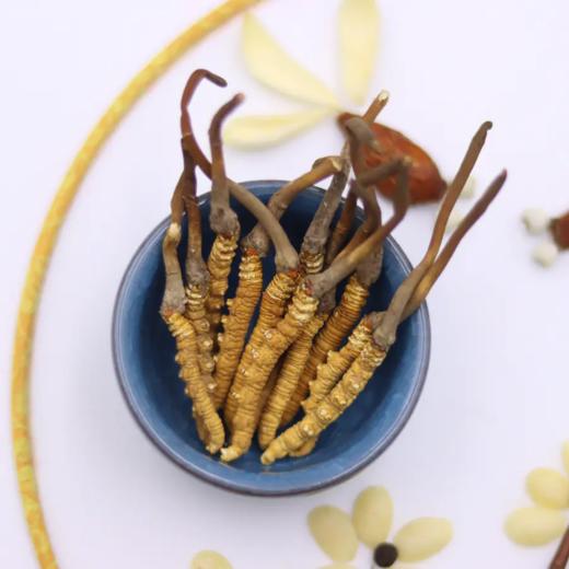 正安 冻干野生冬虫夏草 医馆严选虫体饱满未喷粉 青藏高海拔赞安原材 肺部咳嗽虚弱肾气 泡水煲汤商务长辈礼品 虫草【不可用券】【预售至4月8日发货】 商品图0