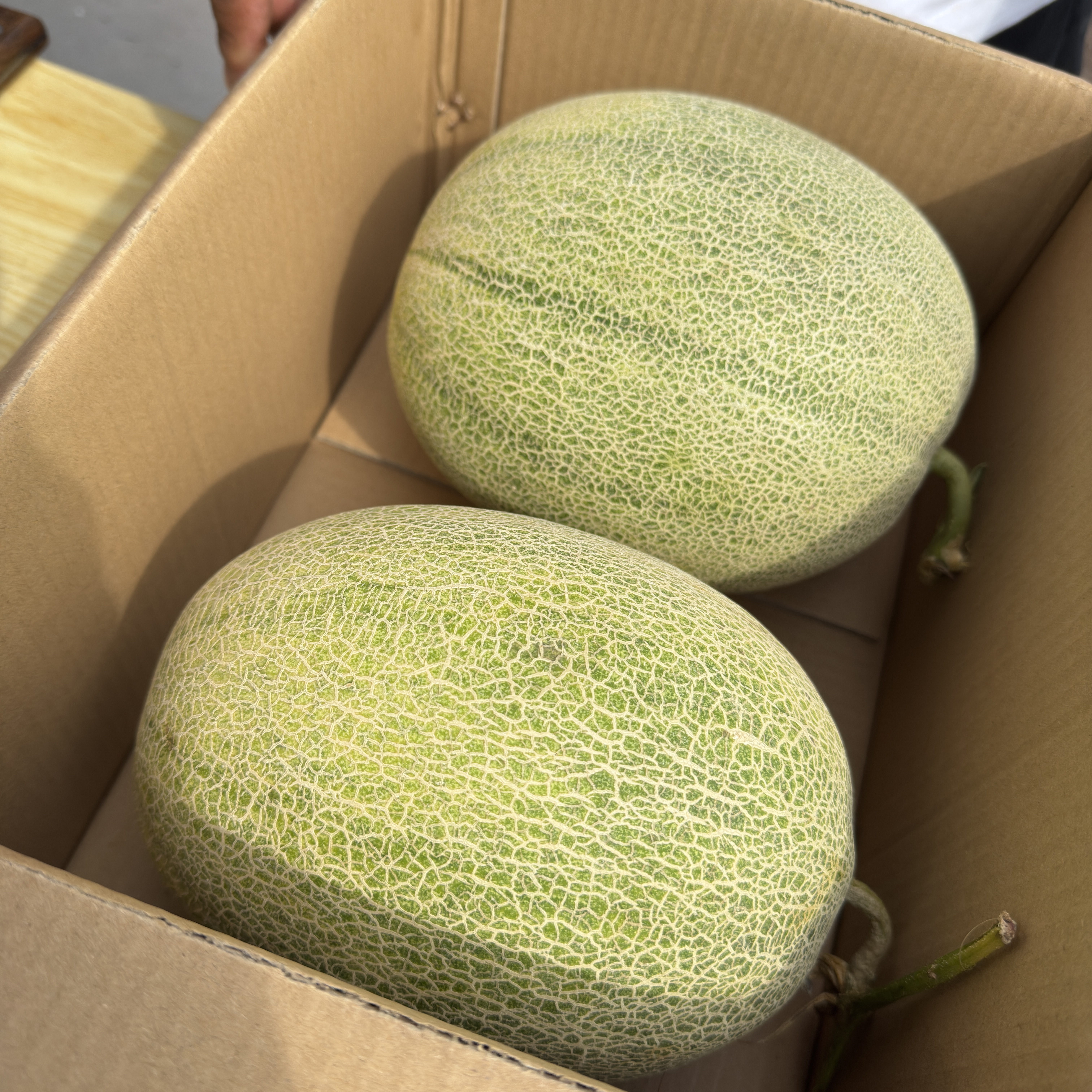 新疆晓蜜哈密瓜