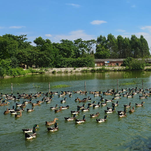 桂柳~绿头鸭(净膛3.5斤及以上) 商品图4