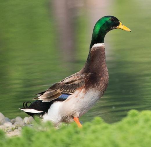 桂柳~绿头鸭(净膛3.5斤及以上) 商品图3