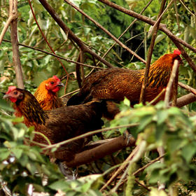 桂柳~散养土鸡(净膛1.8斤及以上)