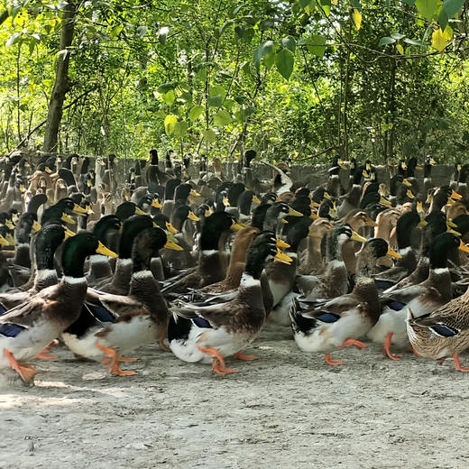 桂柳~绿头鸭(净膛3.5斤及以上) 商品图5