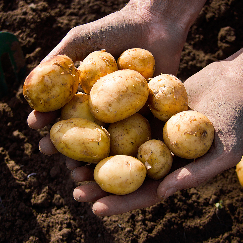 【有机小土豆】粉糯清香 细腻微甜 软沙可口 吃法多样 有机种植