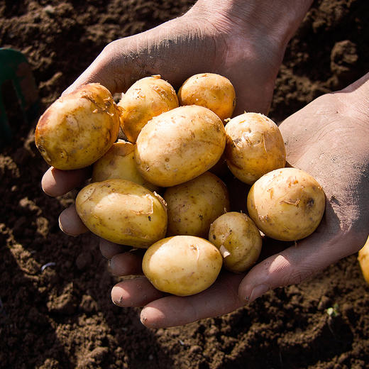 【有机小土豆】粉糯清香 细腻微甜 软沙可口 吃法多样 有机种植 商品图0