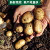 【秒杀】武川土豆3斤 商品缩略图2