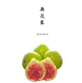 生态种植第七个年头的卉沣福青皮无花果春果熟了