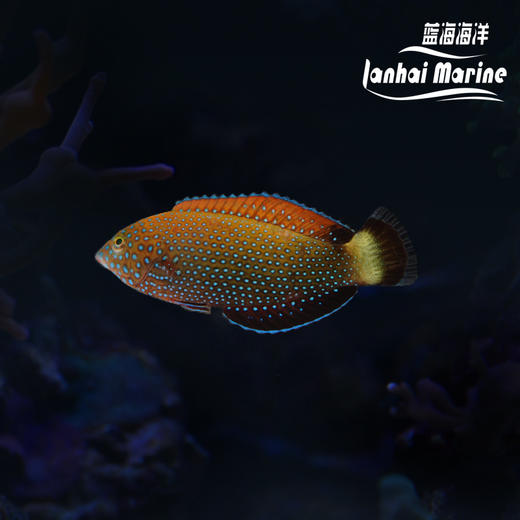 蓝点珍珠龙 商品图0