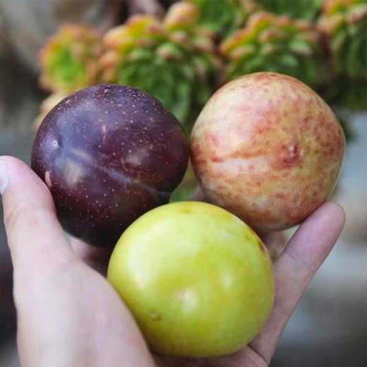 新疆恐龙蛋 三色拼装 新疆发货 商品图3