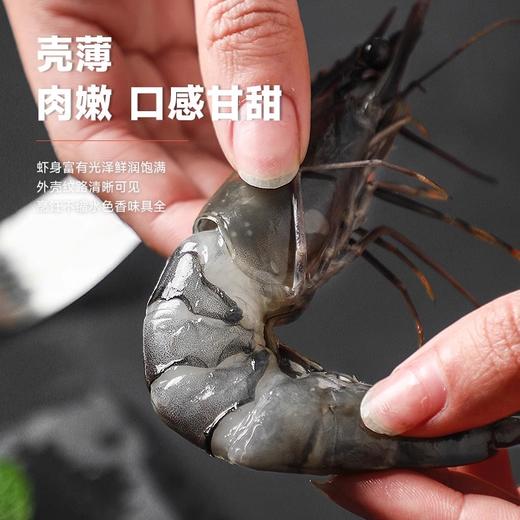 马来西亚进口黑虎虾400±50g 商品图2