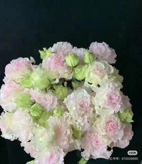 A洋桔梗 冰淇淋色