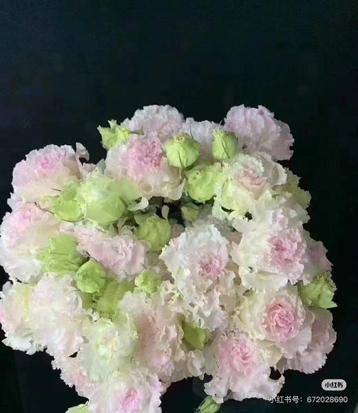 A洋桔梗 冰淇淋色 商品图0