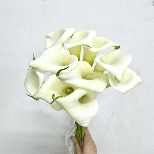 3月19日马蹄莲 白Crystal White 55cm-10支 商品图0