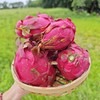 生态花皮火龙果 | 绿家自产 *  Organic saline-alkali land | Self-production 商品缩略图2