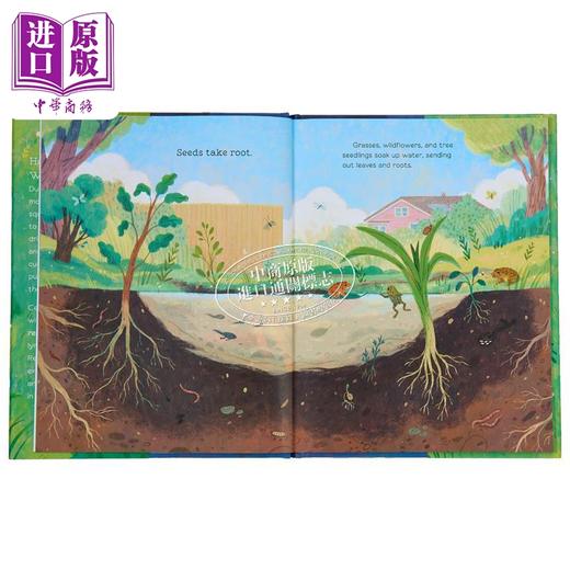 【中商原版】Hello, Puddle! 你好，小水塘 英文原版 进口原版 4岁到7岁 精装 儿童图画书 Anita Sanchez 商品图1