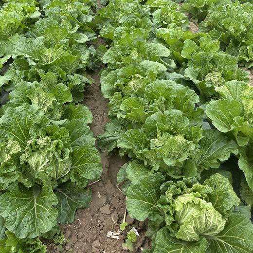 生态大白菜(太原) | 合作生产*Ecological Cabbage | Partner Production 商品图2