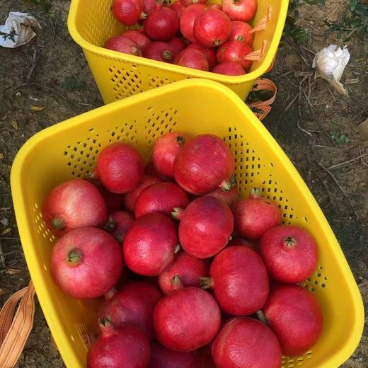 【黑珍珠酸石榴】顺丰包邮 酸甜多汁 云南大理黑珍珠酸甜石榴 现摘现发 口感酸爽 4种规格任选 商品图5