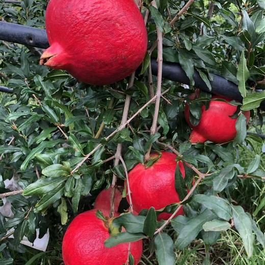 【黑珍珠酸石榴】顺丰包邮 酸甜多汁 云南大理黑珍珠酸甜石榴 现摘现发 口感酸爽 4种规格任选 商品图8