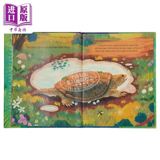 【中商原版】Hello, Puddle! 你好，小水塘 英文原版 进口原版 4岁到7岁 精装 儿童图画书 Anita Sanchez 商品图3
