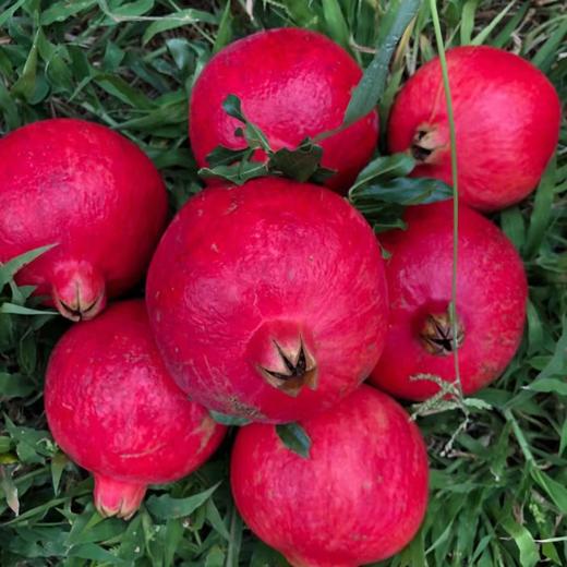 【黑珍珠酸石榴】顺丰包邮 酸甜多汁 云南大理黑珍珠酸甜石榴 现摘现发 口感酸爽 4种规格任选 商品图9