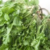 荠菜300g｜静物自产 商品缩略图0