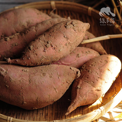 有机烟薯 | 合作生产 *Organic sweet potato | Partner Production 商品图1