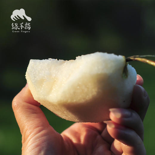 有机酥梨 | 合作生产 *Organic crisp pear | Partner Production 商品图2