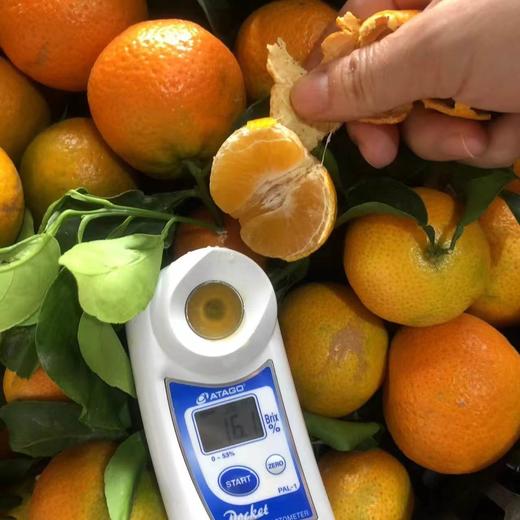 【云南无籽砂糖橘】顺丰到家 皮薄肉厚 肉质细腻 个头玲珑小巧 果香浓郁 肉质细嫩 肉色橙红 一口一瓣 甜蜜多汁  少部分有一点点籽 4种规格任选 商品图5